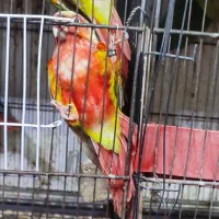 جفت مولد آناناسی دبل ردسرخ|پرنده|قائمشهر, |دیوار