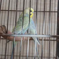 جفت مرغ عشق رنگین کمونی