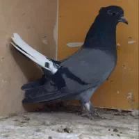 خرید کله ماستی و دم سفید|پرنده|قره ضیاالدین, |دیوار