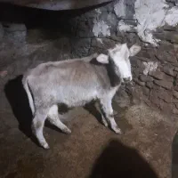 گوساله ماده