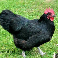 مرغ خروس قربانی سیاه سفید مشکی ارسال سراسر تهران|حیوانات مزرعه|تهران, ستارخان|دیوار