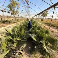 درختچه پالم