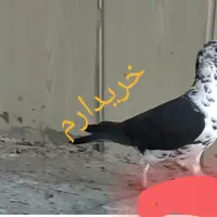 سینه سفید|پرنده|زاهدان, |دیوار