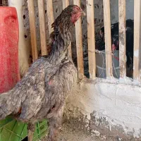 به علت زیادشدن مرغام
