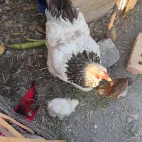مرغ برهما و دوعدد جوجه