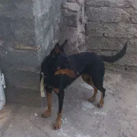 سگ ژرمن چهارچشم|سگ|جیرفت, |دیوار