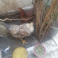 مرغ و خروس جوان