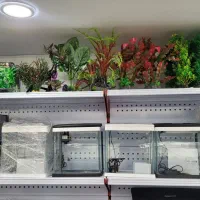 گیاه آکواریوم|ماهی|شیراز, آبیاری|دیوار