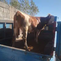 گاو سیمنتال|حیوانات مزرعه|مهربان, |دیوار