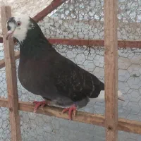 کبوتر پرشی|پرنده|کلارآباد, |دیوار