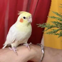 مژدگانی برای عروس هلندی گمشده