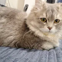 گربه بریتیش با شناسنامه و واکسیناسیون