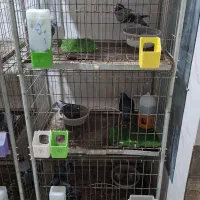 قفس جفت خون مخصوص انواع کبوتر برای جوجه گیری