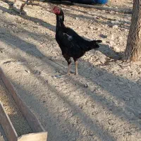 تخم مرغ نطفه دار لاری