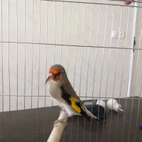 سهره.سقا|پرنده|کرمان, |دیوار