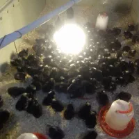 جوجه آمروک اصیل 10 روزه تا 30 روزه