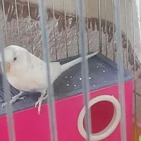 دو جفت مرغ عشق|پرنده|اصفهان, فروردین|دیوار