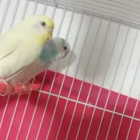 مرغ عشق|پرنده|بیرجند, |دیوار