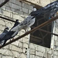 کبوتر اس|پرنده|تهران, مشیریه|دیوار
