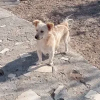 یک قلاده سگ .کوچک محدوده فیروز ه و محشر اباد گمشده|سگ|سیرجان, |دیوار