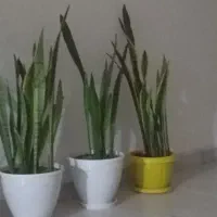 گلدان سانسوریا