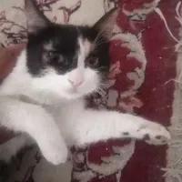 گربه ماده 2 ماهه نژاد کالیکو
