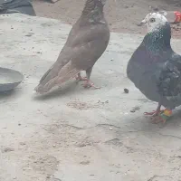 کفتر کله سار یا کله برنجی