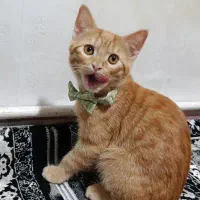 گربه نارنجی dsh