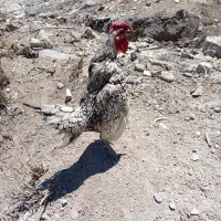 مرغ و خروس مینیاتوری و جاپینز  بخون و مرغ گیر