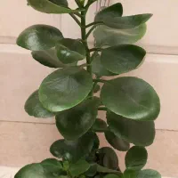 کالانکوئه یا همون قاشقی