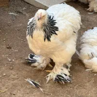 تخم برهما لایت