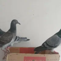 سوسکی المانی