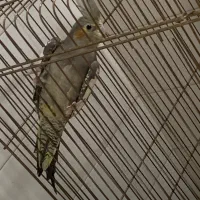 عروس هلندی نر و ماده|پرنده|کرج, شهرک بنفشه|دیوار