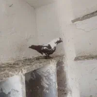 ککیلی جفت|پرنده|اردبیل, |دیوار