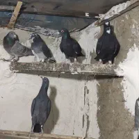 کفتر شهرستانی