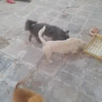 واگذاری سگ پاکوتا فهمیده