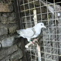 کبوتر کرواتی ماده