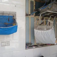 چهار عدد قناری درجه یک