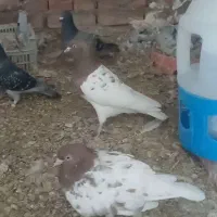 کبوتر|پرنده|ایلخچی, |دیوار