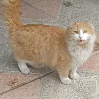 گربه روباهی