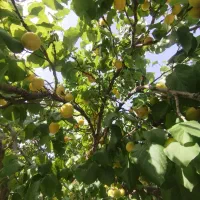 نظافتچی خانم