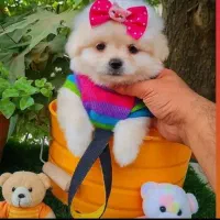 واگذاری توله خرسی|سگ|شیراز, دکتر حسابی|دیوار