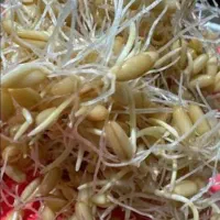 سمنو|خوردنی و آشامیدنی|تهران, سازمان برنامه جنوبی|دیوار