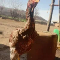 خروس لاری|حیوانات مزرعه|مینودشت, |دیوار