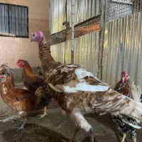 بوقلمون بورن با کیفیت .فوری فوری