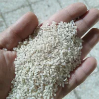 لاشه برنج رویال