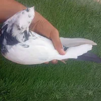 شادگان|پرنده|شادگان, |دیوار