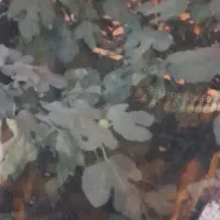اجاره خانه ویلایی ۶۵ متری ۲ خوابه