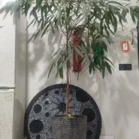 گیاه بنجامین امستل