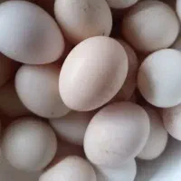 تخم مرغ محلی